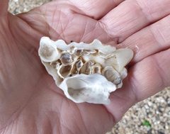 Ostreidae