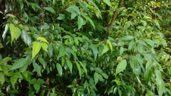 Litsea glaucescens