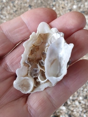 Ostreidae