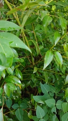 Litsea glaucescens