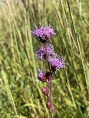 Liatris ligulistylis