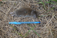 Microtus oregoni