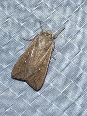 Mythimna unipuncta
