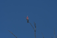 Eolophus roseicapilla