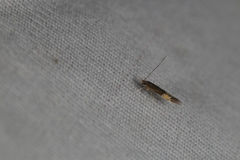 Cosmopterix