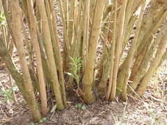 Baccharis punctulata