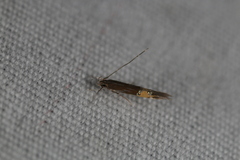 Cosmopterix