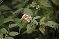 Lantana camara