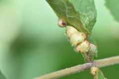 Caryomyia