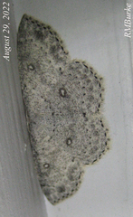 Cyclophora pendulinaria