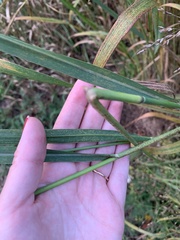 Panicum virgatum