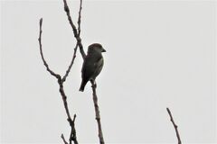 Coccothraustes coccothraustes