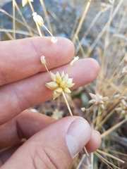 Allium geyeri tenerum