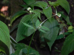 Sanicula liberta