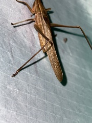Neoconocephalus retusus