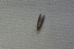 Hydroptilidae