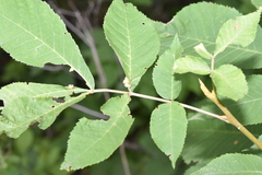 Caryomyia