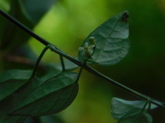 Orthosia