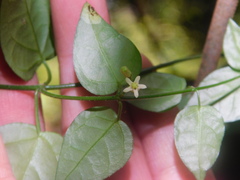 Orthosia