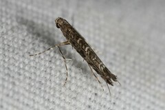 Neurobathra strigifinitella
