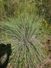 Muhlenbergia