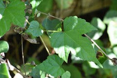 Ampelopsis glandulosa