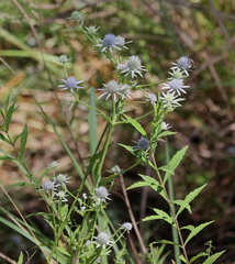 Eryngium integrifolium