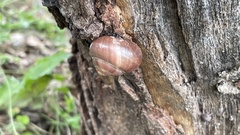 Neohelix albolabris