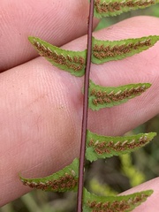 Asplenium platyneuron