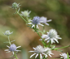 Eryngium integrifolium