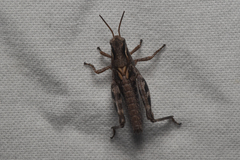 Acrididae