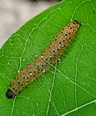 Saucrobotys futilalis