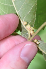 Caryomyia