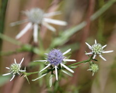Eryngium integrifolium