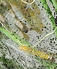 Saucrobotys futilalis