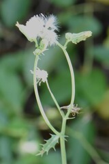 Senecio vulgaris