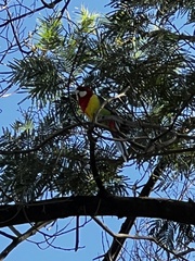 Platycercus eximius