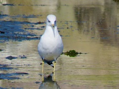 Larus delawarensis