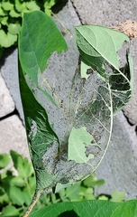 Saucrobotys futilalis