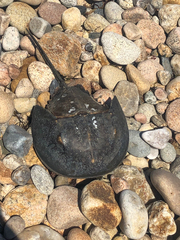 Limulus polyphemus
