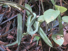 Trimeresurus sumatranus