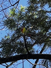 Platycercus eximius