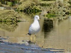 Larus delawarensis
