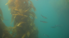 Macrocystis pyrifera