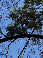 Platycercus eximius