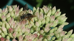 Anthidium oblongatum