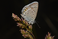 Plebejus idas