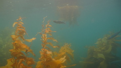 Macrocystis pyrifera