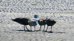 Larus glaucescens