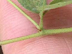 Lespedeza procumbens